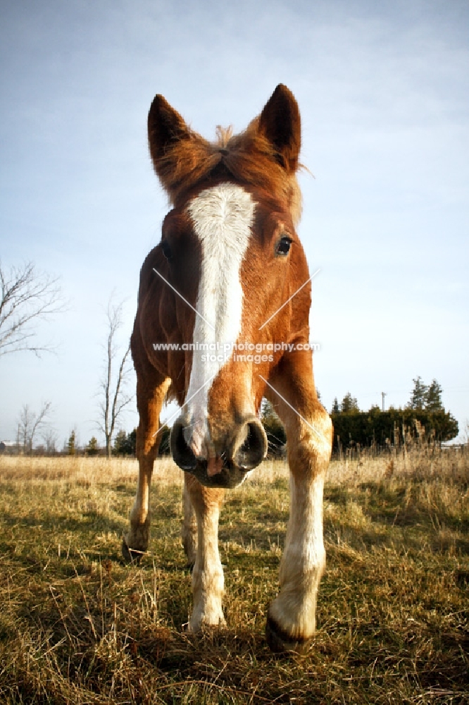 5 month old Belgian filly coming towards camera