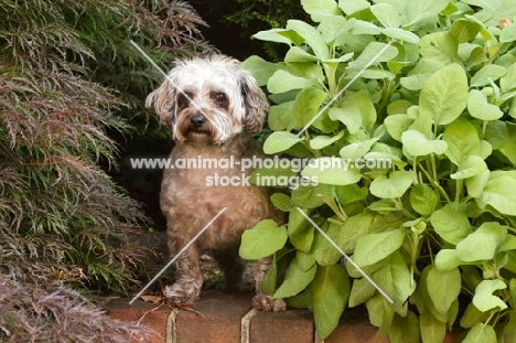 Yorkipoo (Yorkshire Terrier / Poodle Hybrid Dog) also known as Yorkiedoodle near greenery