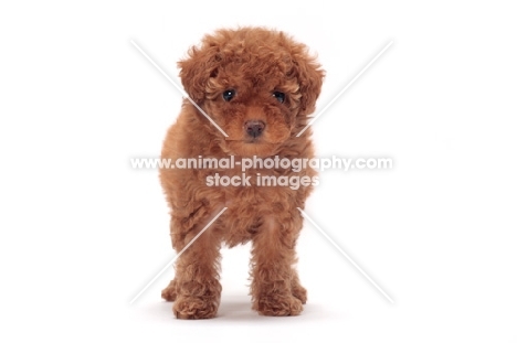 apricot coloured Toy Poodle puppy, front view