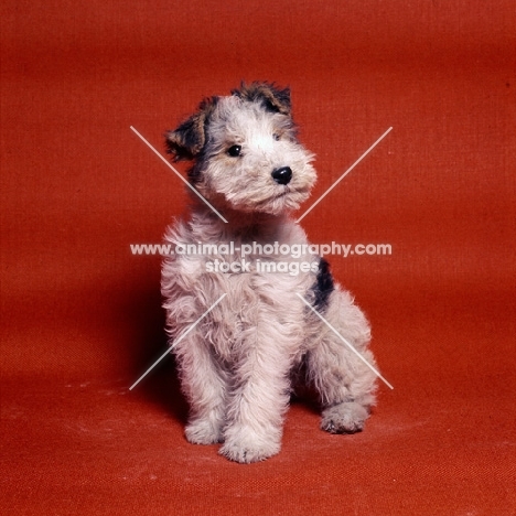 wire fox terrier puppy sitting in a studio