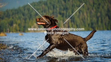 Chocolate Lab running in water onto shore.