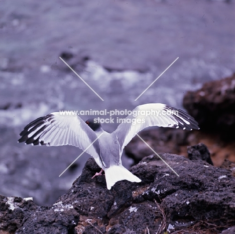 swallow-tailed gull facing the sea, galapagos islands