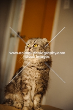 Scottish Fold Sitting.