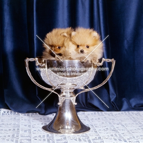 two pomeranian puppies in silver cup