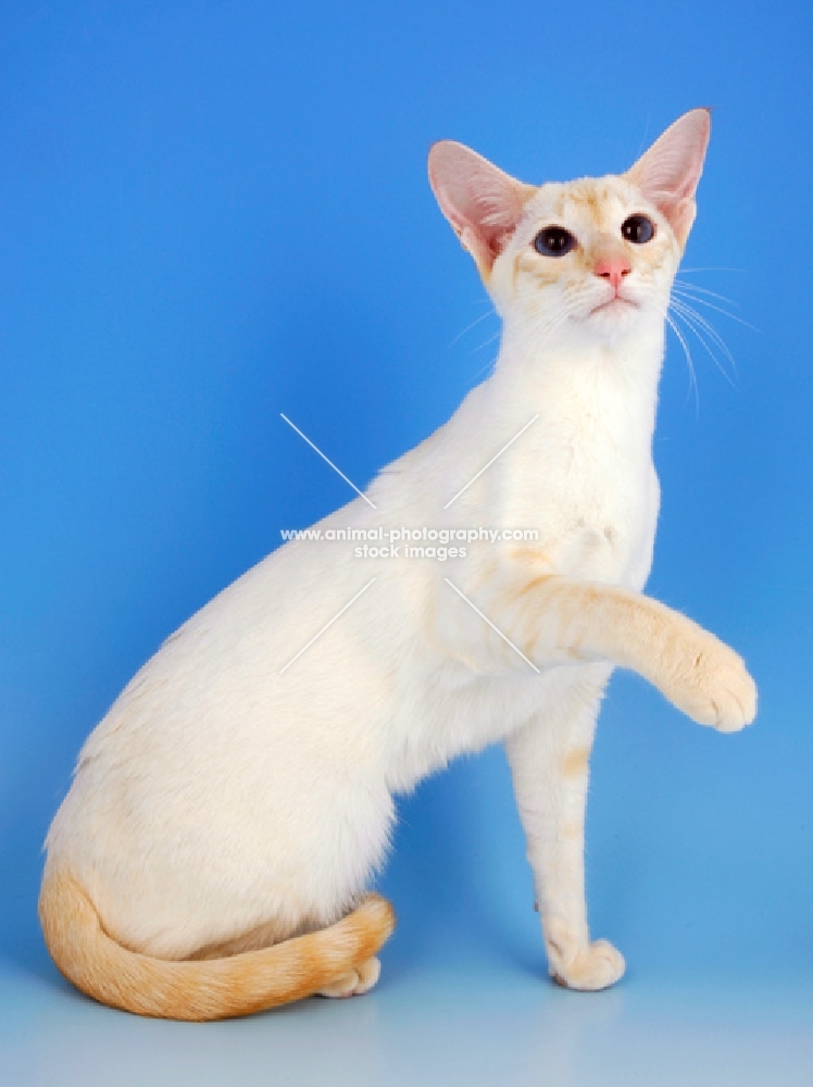 red point siamese cat sitting down, one leg up