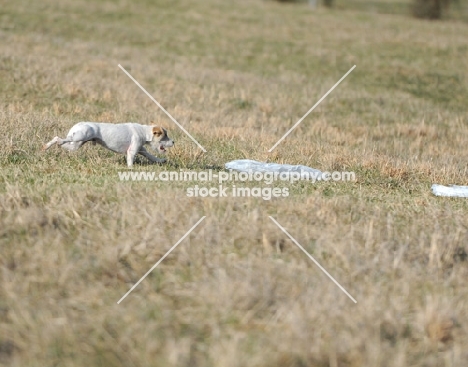 white dog on grass, distant shot