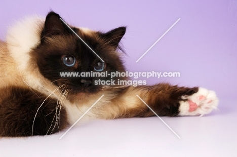 seal pointed Birman cat on pastel background