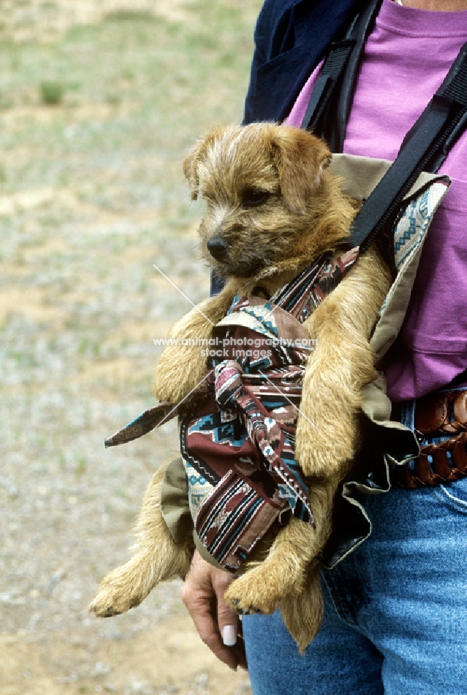 norfolk terrier puppy in a carrying bag in usa