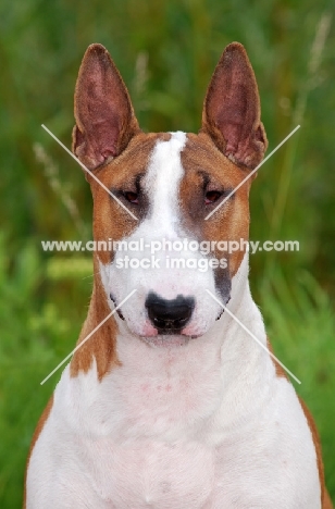 Bull Terrier portrait