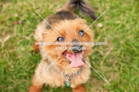 Yorkshire Terrier begging