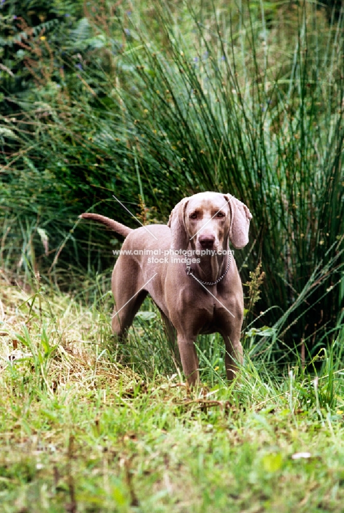 undocked weimaraner in long grass