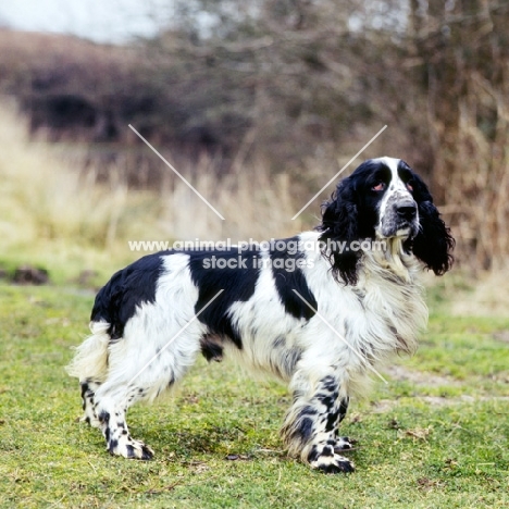 blue roan field spaniel