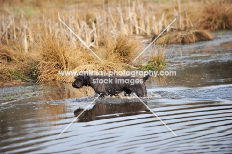 Pudelpointer in water