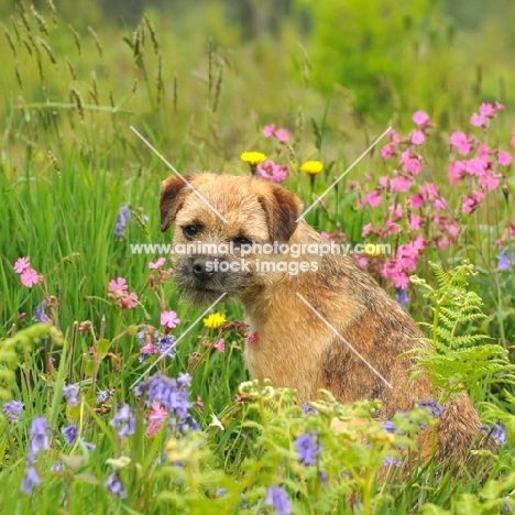 Border Terrier (aka coquetdale, reedwater terrier) amongst flowers