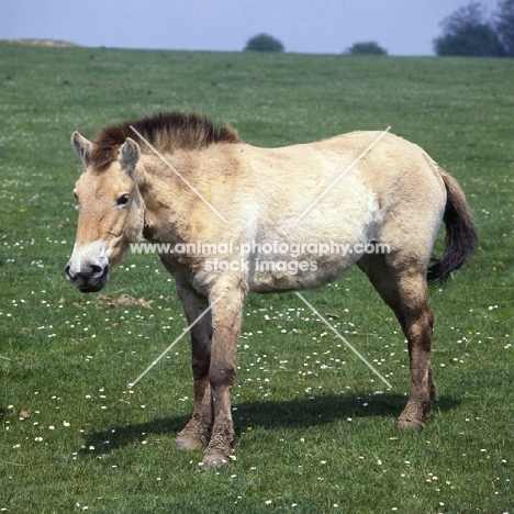 przewalski's horse at whipsnade with muddy feet and primitive style mane