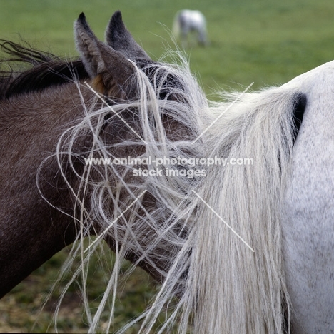 German Arab foal under mother's tail at marbach,