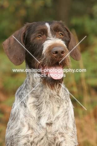 German Wirehaired Pointer portrait