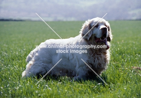 clumber spaniel in field