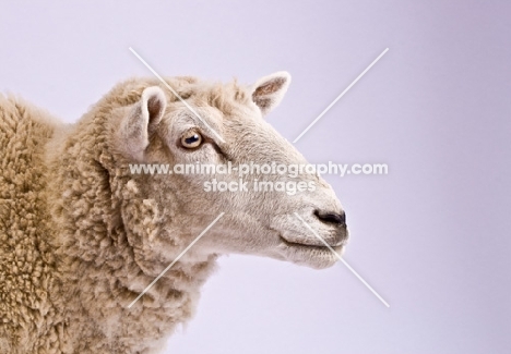 Head shot in studio of Cheviot cross sheep.