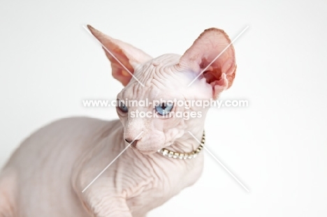 sphynx cat wearing a diamond necklace