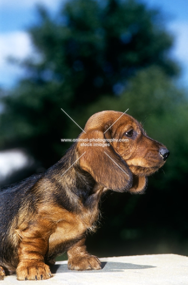 wire haired dachshund puppy side view