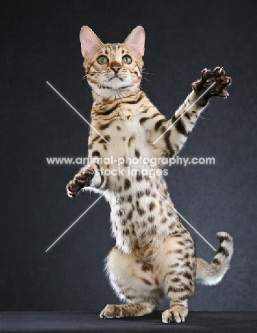 Bengal balancing