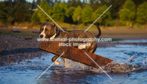 ambitious American Staffordshire Terrier