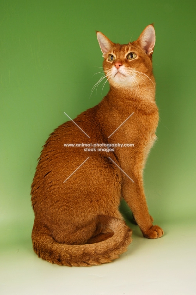 sorrel abyssinian on green background