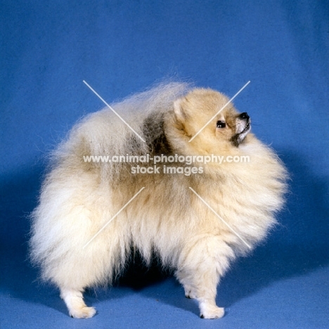 champion pomeranian side view, ch silver gem of hadleigh,