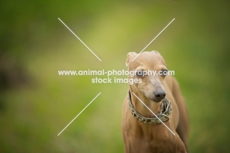 portrait of a red Italian greyhound 