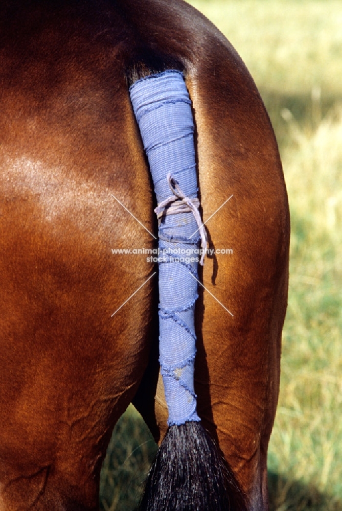 blue tail bandage on a horse