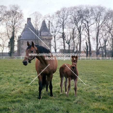 French Trotter mare with foal at Haras de Pompadour