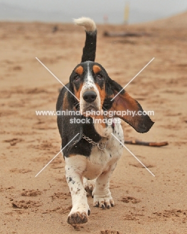 Basset Artesian Normand dog walking directly towards camera