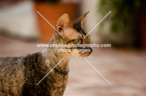 Cornish Rex profile