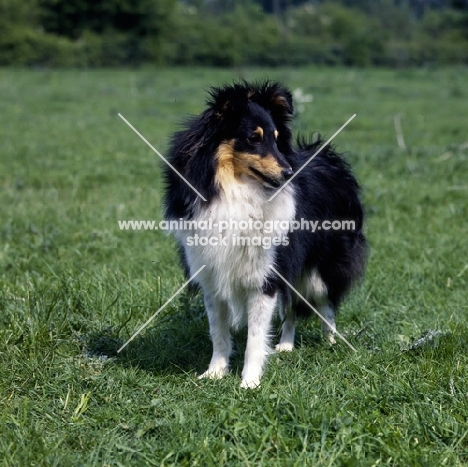 shetland sheepdog looking down