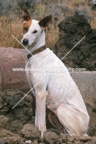 Podenco Canario aka Canary Islands Hound, Canary Island Warren Hound, Canarian Warren Hound.