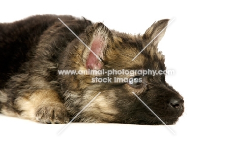 German Shepherd (aka Alsatian) puppy resting on white background