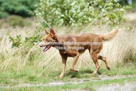 american indian dog trotting