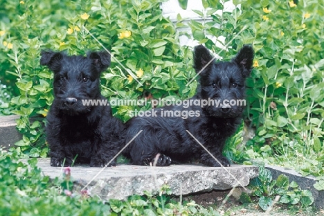 Scottish Terrier puppies