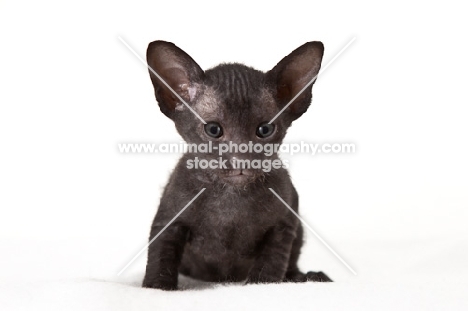 little black Peterbald kitten