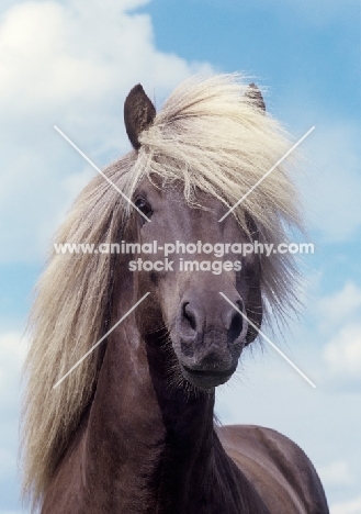 portrait of Icelandic stallion with sky background