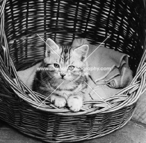 silver tabby kitten looking out of a basket
