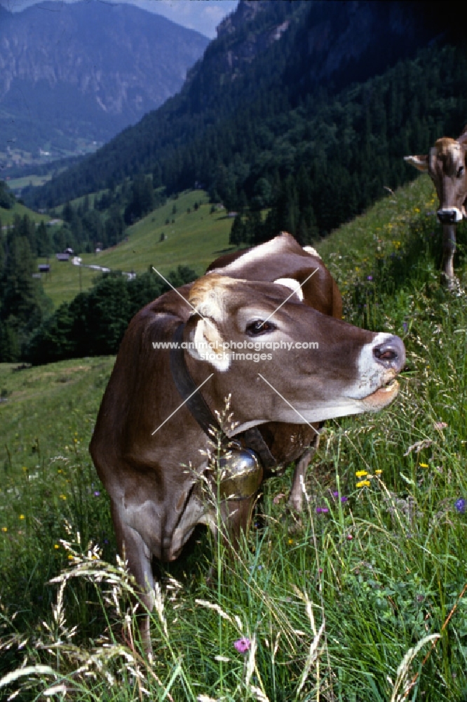 brown swiss cow in switzerland eating grass