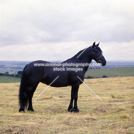 Dene Fire Flare, Fell Pony mare