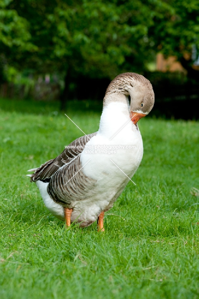 goose cleaning it's feathers