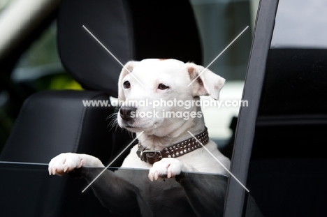 Jack Russell Terrier in car