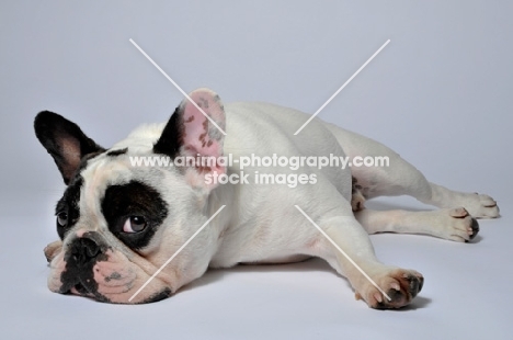 French Bulldog