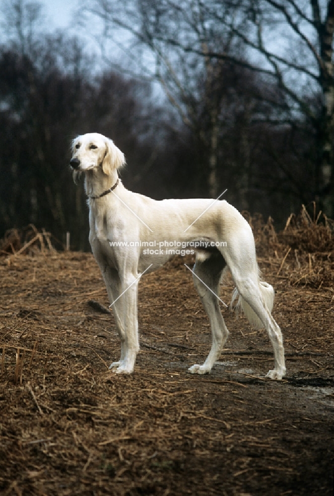 saluki from burydown in the woods
