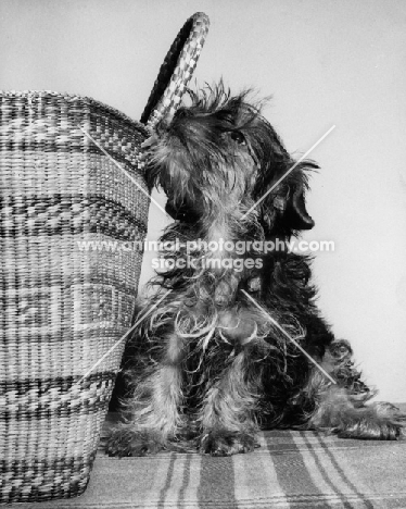 Yorkshire Terrier smelling a basket type bag
