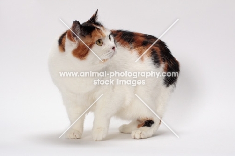 Tortoiseshell and White Manx cat, looking away